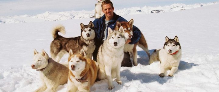 Eight Below 