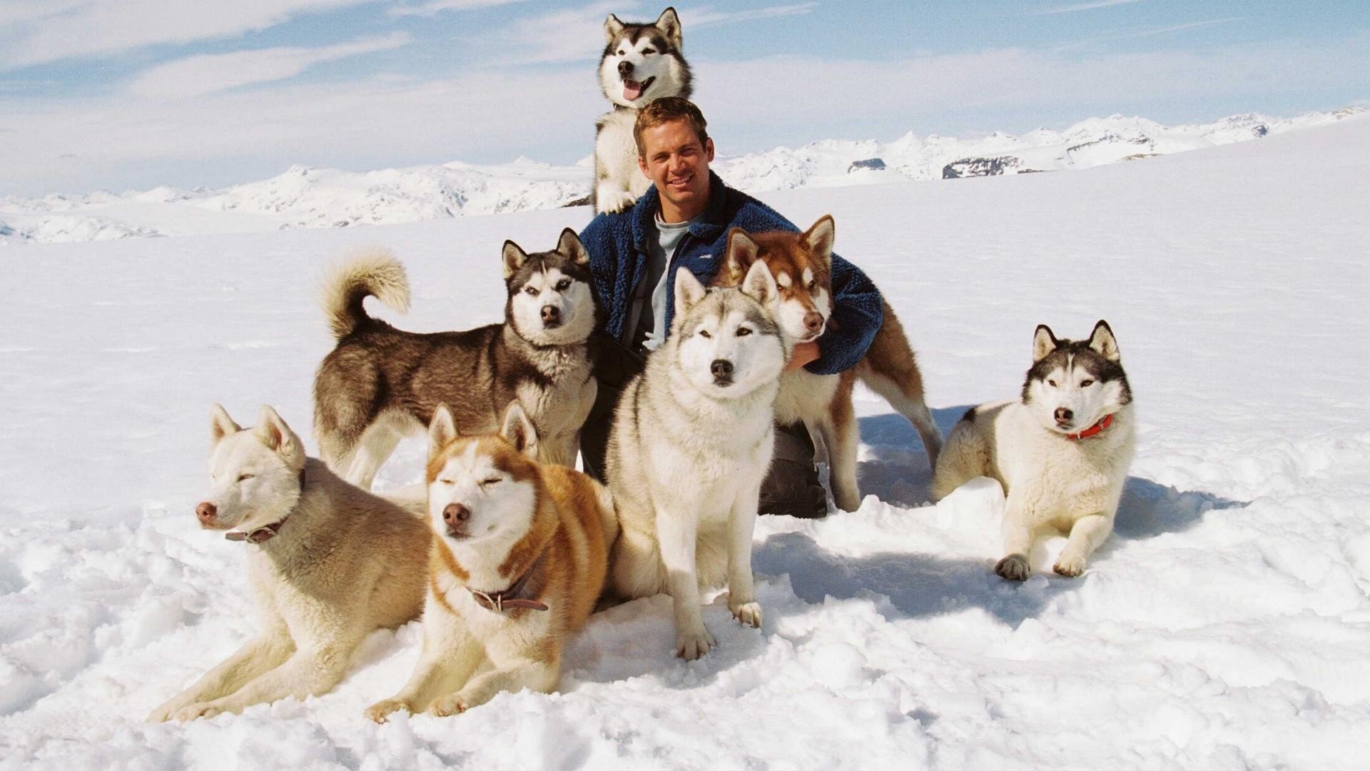 Eight Below