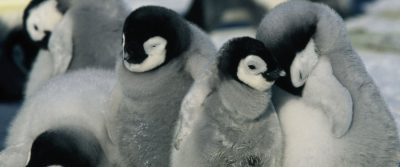 March Of The Penguins